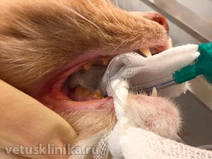 Болезни зубов у кошки