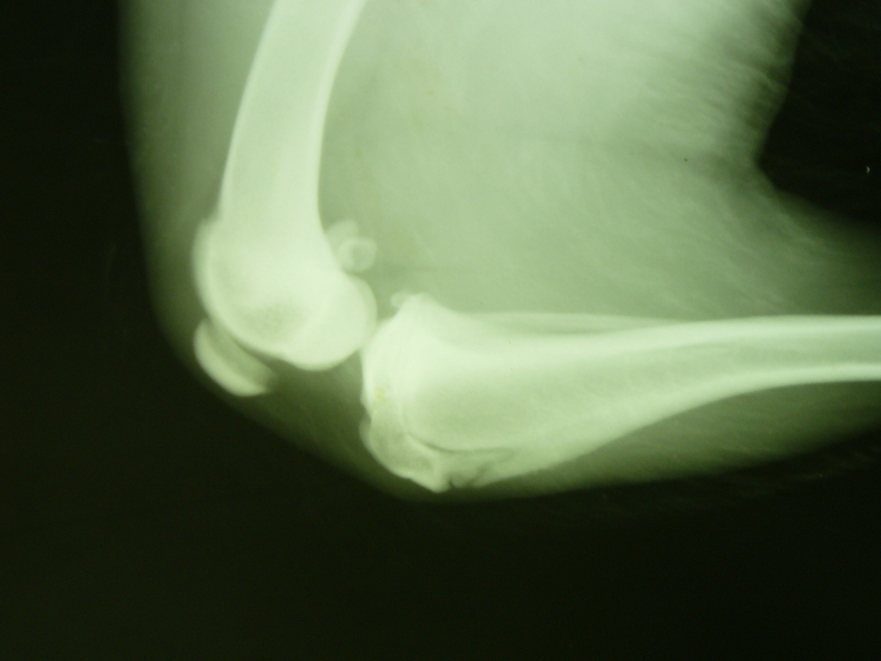 Разрыв связки у собаки. Рентген коленного сустава собаки норма. Разрыв ПКС коленного сустава у собак. Разрыв ПКС У собаки рентген. Синовит сустава у собак рентген.