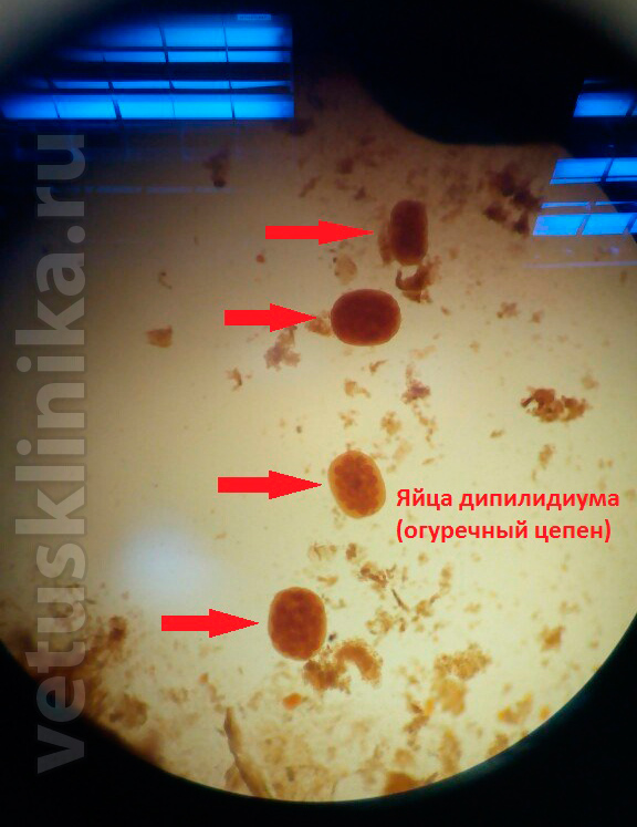 Нематоды У Кошек Фото