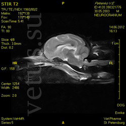 МРТ головного мозга и переднешейного сегмента спинного мозга собаки