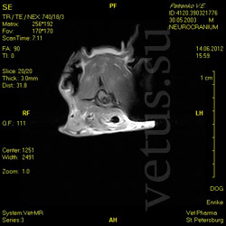 МРТ головного мозга и переднего шейного отдела спинного мозга у собаки