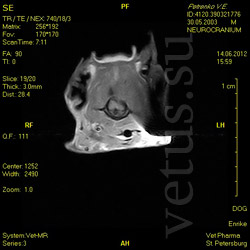 МРТ головного мозга и шейного сегмента спинного мозга собаки
