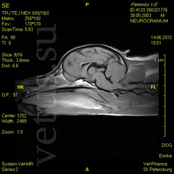 МРТ головного мозга и переднего шейного сегмента спинного мозга у собаки