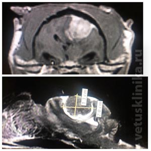 На магнитно-резонансной томографии была найдена опухоль головного мозга у кота